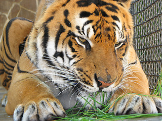 Image showing Tiger eating the grass