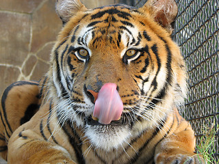 Image showing Tiger lick itself