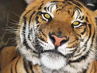 Image showing Tiger