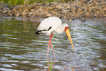 Image showing Yellow-billed stork