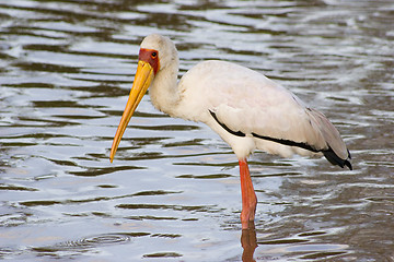 Image showing Yellow-billed stork