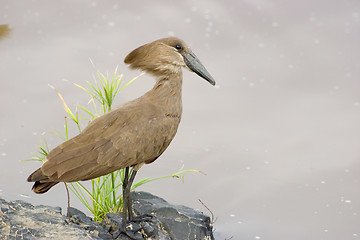 Image showing Hamerkop