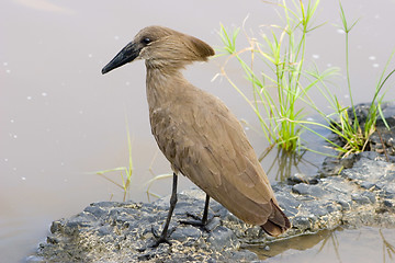 Image showing Hamerkop