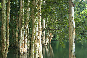 Image showing tree in water in forest