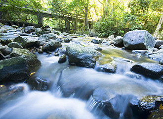 Image showing tree in water in forest