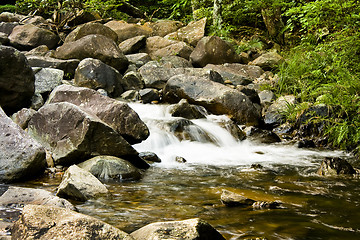 Image showing green forest and river 