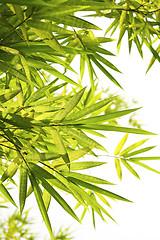Image showing Bright Bamboo background 