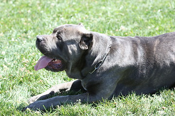 Image showing Cane Corso