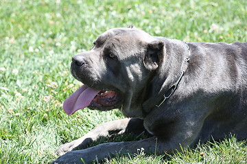 Image showing Cane Corso