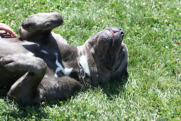 Image showing Cane Corso