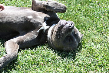 Image showing Cane Corso