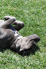 Image showing Cane Corso