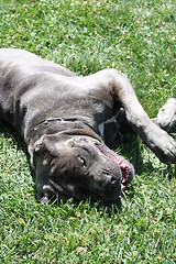 Image showing Cane Corso