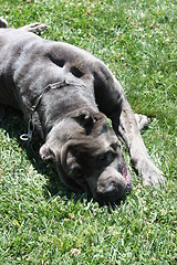 Image showing Cane Corso