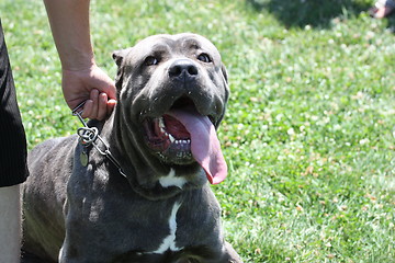 Image showing Cane Corso