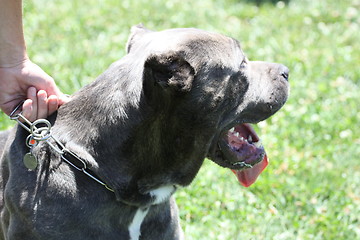 Image showing Cane Corso