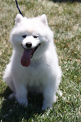 Image showing American Eskimo Dog 