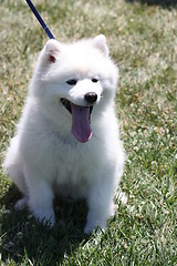 Image showing American Eskimo Dog 