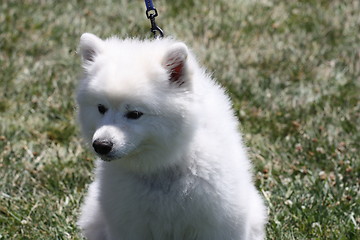 Image showing American Eskimo Dog 