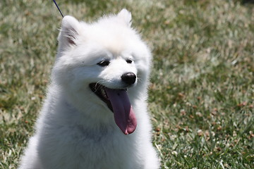 Image showing American Eskimo Dog 