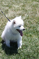 Image showing American Eskimo Dog 