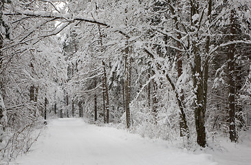 Image showing Snowy ground road crossing forest