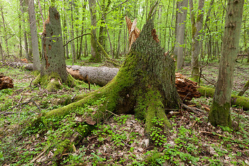 Image showing Wind broken spruces