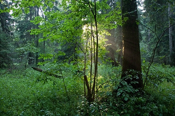 Image showing Sunbeam entering rich deciduous forest in misty evening