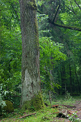 Image showing Old moss wrapped oak tree