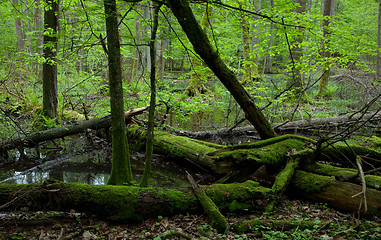 Image showing Moss covered broken alder trees lying in water