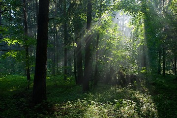 Image showing Sunbeam entering rich deciduous forest