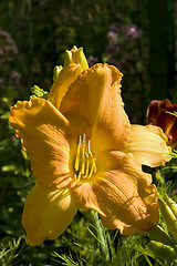 Image showing Flowering Orange Daylily in direct morning sun