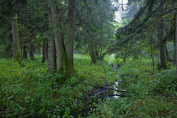 Image showing Summertime look of deciduous stand with little stream