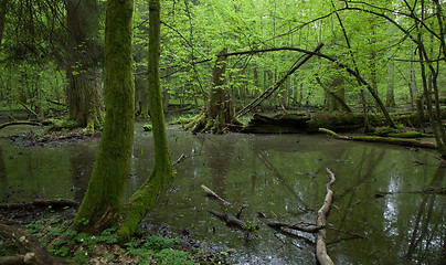 Image showing Springtime wet deciduous forest with standing water