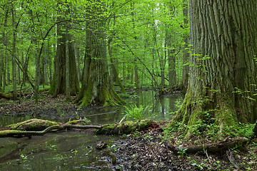 Image showing Three giant oaks in natural forest