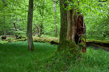 Image showing Partly declined stump in front of deciduous trees