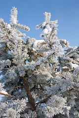 Image showing Pine's branch frosted