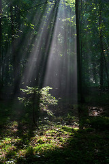 Image showing Sunbeam entering rich deciduous forest