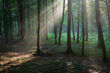 Image showing Sunbeam entering rich deciduous forest in misty evening