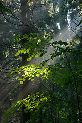 Image showing Sunny morning in the forest