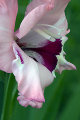 Image showing Flowering Gladiolus petals close-up