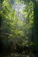 Image showing Sunbeam entering rich deciduous forest