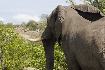 Image showing African Elephant