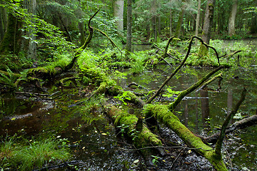 Image showing Springtime deciduous forest with standing water