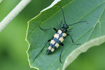 Image showing Four-banded Longhorn resting close-up