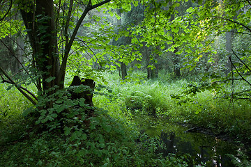 Image showing Summertime look of deciduous stand with little stream