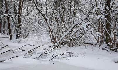 Image showing Snowy riparian forest by frozen river