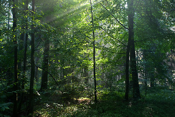Image showing Sunbeam entering rich deciduous forest