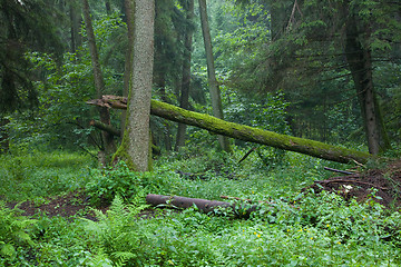 Image showing Old riparian forest