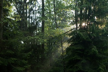 Image showing Mixed old forest just rain after